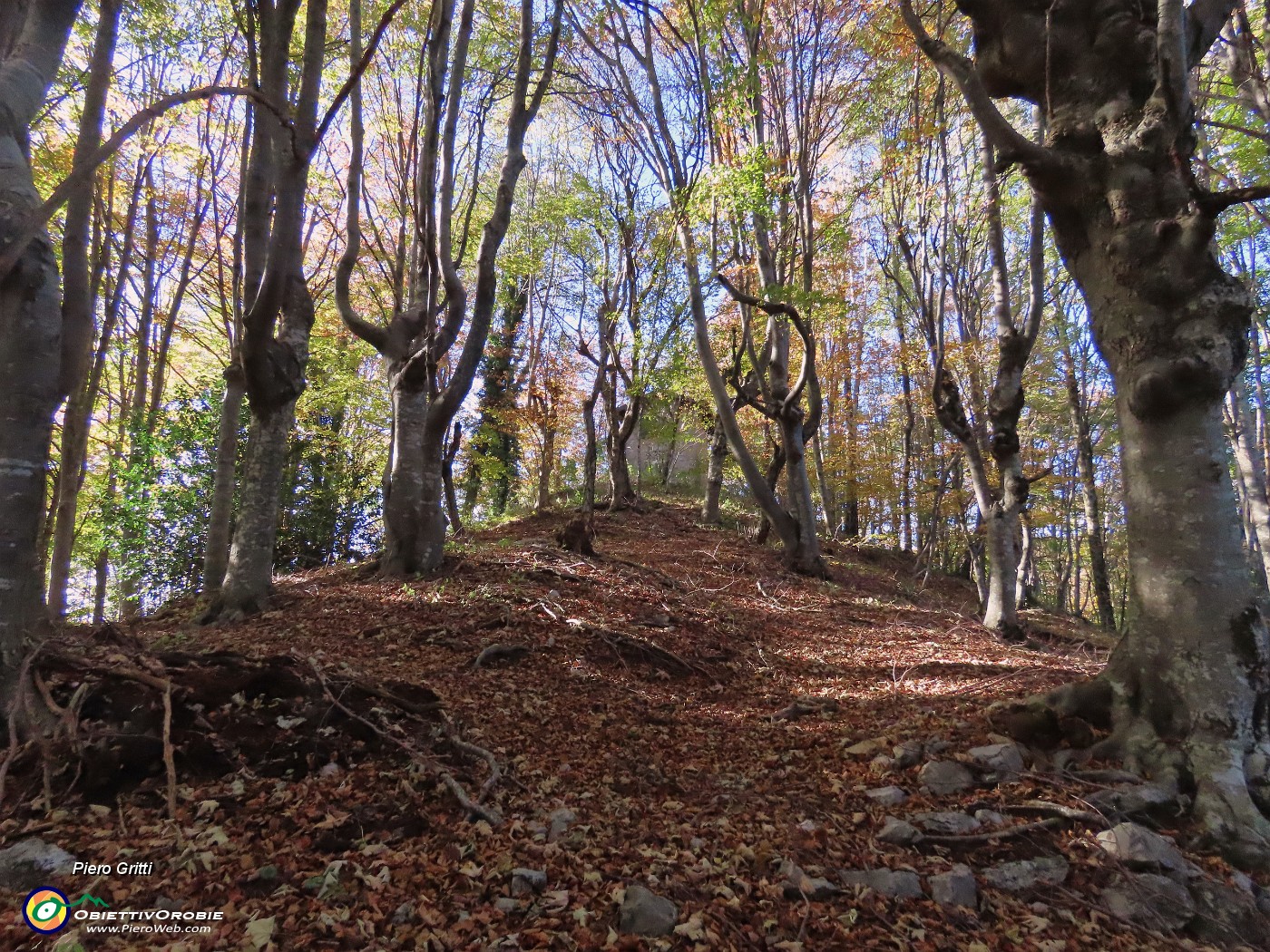 18 Nella splendida faggeta in smagliante  veste autunnale.JPG